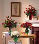 Christmas Red Carnation Christmas Red Carnation