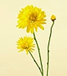 Chrysanthemum, Cushion 