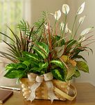 Classic Dish Garden Classic Dish Garden