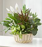 Classic Dish Garden