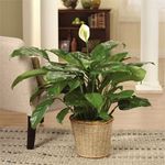 Classic Peace Lily Classic Peace Lily