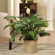 Classic Peace Lily 