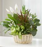 Classic Sympathy Dish Garden