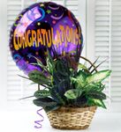 Congratulations Dish Garden