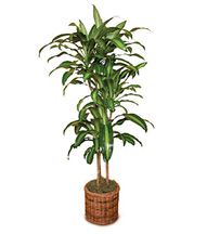 Tall  plant