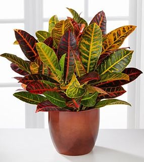 Croton Plant
