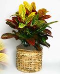 CROTON PLANT CROTON PLANT
