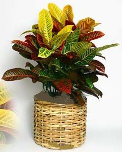 CROTON PLANT