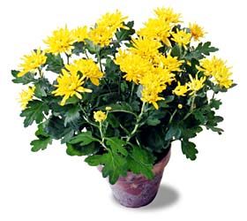   Cushion Chrysanthemum Flowering