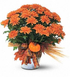 Cushion Mum Plant