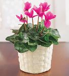Cyclamen