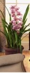 Cymbidium orchids