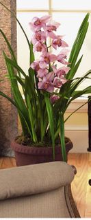 Cymbidium orchids