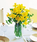 Daffodils Daffodils