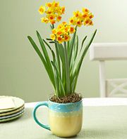 Daffodils