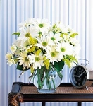 Daisies