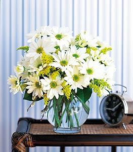 daisy cheer 
