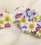 Daisy Corsage & Boutonniere  Daisy Corsage & Boutonniere