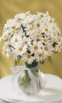 Daisy Vase Daisy Vase