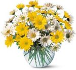 Dashing Daisies Dashing Daisies