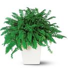 Decorative Fern 
