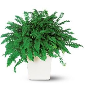 Decorative Fern 