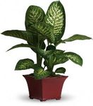 Delightful Dieffenbachia Delightful Dieffenbachia