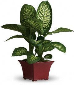 Delightful Dieffenbachia