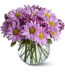 Delightfully Daisy Delightfully Daisy