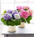 Deluxe Hydrangea