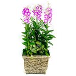 Dendrobium Orchid 3 plants Dendrobium Orchid 3 plants