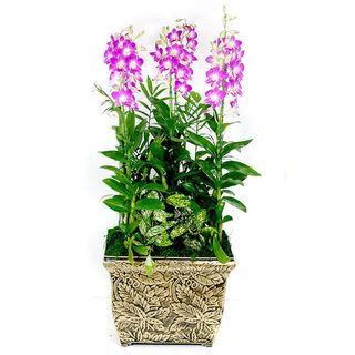 Dendrobium Orchid 3 plants