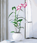 dendrobium orchid dendrobium orchid