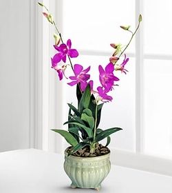 Dendrobium Orchid Purple