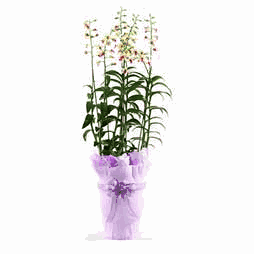 Dendrobium - White 5 Stems orchids plants