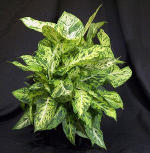 Dieffenbachia 'Sparkles' 6inc