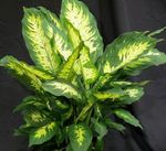 Dieffenbachia 'Splash' 6 inch