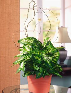 Diffenbachia Plants in basket