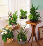 Dish garden in all size Dish garden in all size