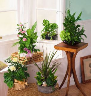 Dish garden in all size