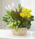 Dish Garden with Fresh Cut Flowers Dish Garden with Fresh Cut Flowers