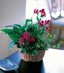 Dish Garden with Pinks