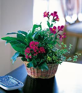 Dish Garden with Pinks
