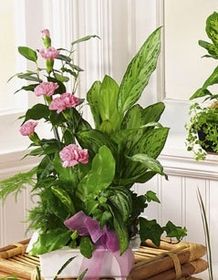 Dishgarden with pink