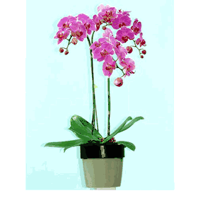 Double orchids Phalaenopsis 