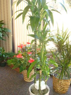 Draca. Lisa Tall plant