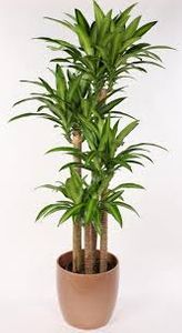 Dracaena fragrans 'Massangeana Cane' 5 ft