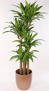Dracaena fragrans 'Massangeana Cane' 5 ft