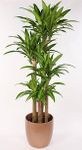 Dracaena fragrans 'Massangeana Cane' 5 ft