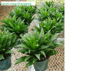 Dracaena Janet Craig 6 inches